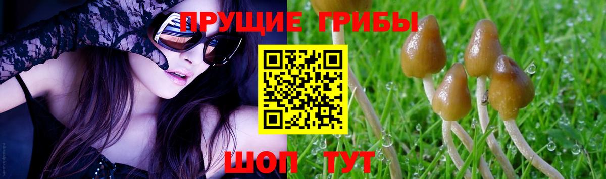 Псилоцибиновые грибы Psilocybine cubensis  Салават 